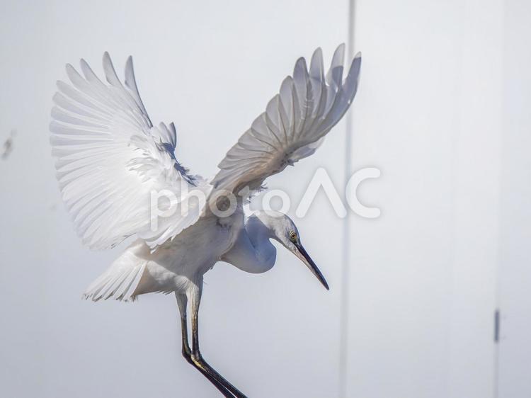 羽ばたくダイサギ ダイサギ,野鳥,サギの写真素材