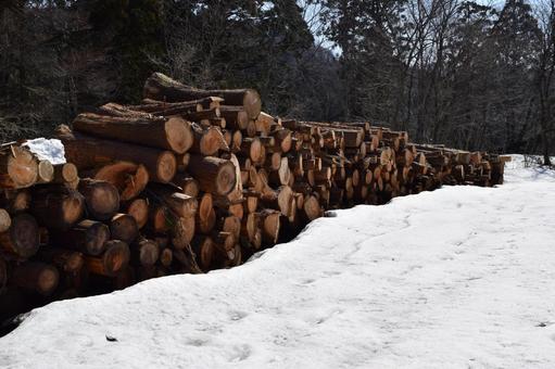 切り出された杉の丸太 降雪風景 杉の丸太,丸太,杉の木の写真素材