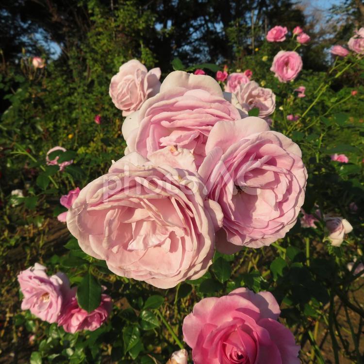 夕刻を迎えた陽光に浮かぶピンクのバラ バラ,花,植物の写真素材