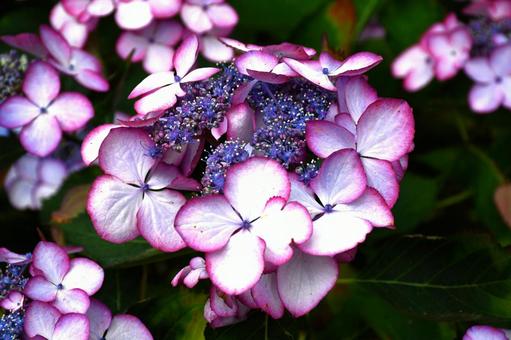 カラフル紫陽花 カラフル紫陽花の写真