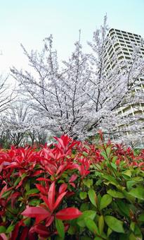 桜と花 桜と花の写真