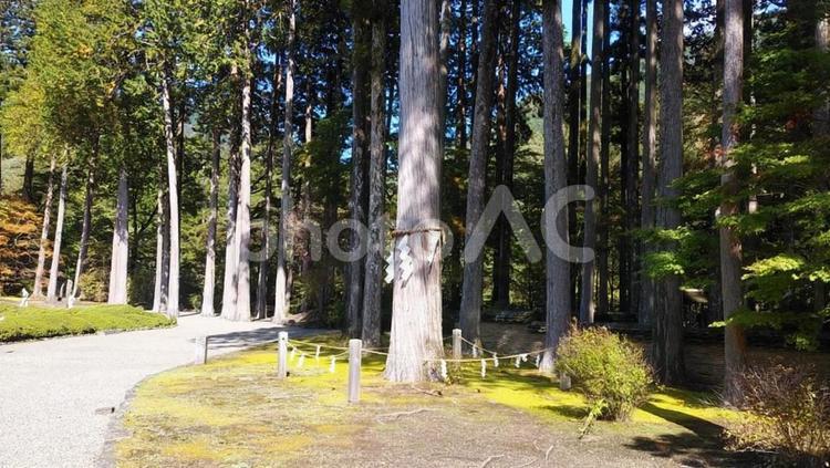 御神木 しめ縄,木,大木の写真素材
