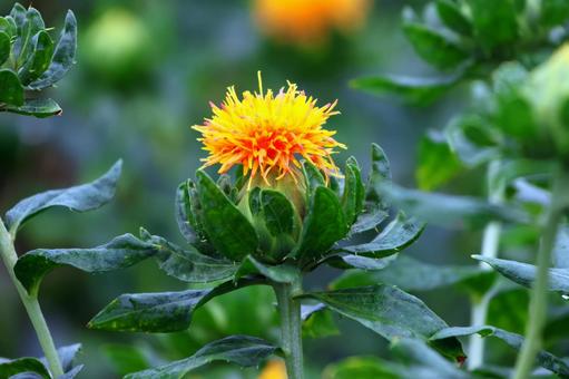 Photo, safflower hata, safflower, red, 