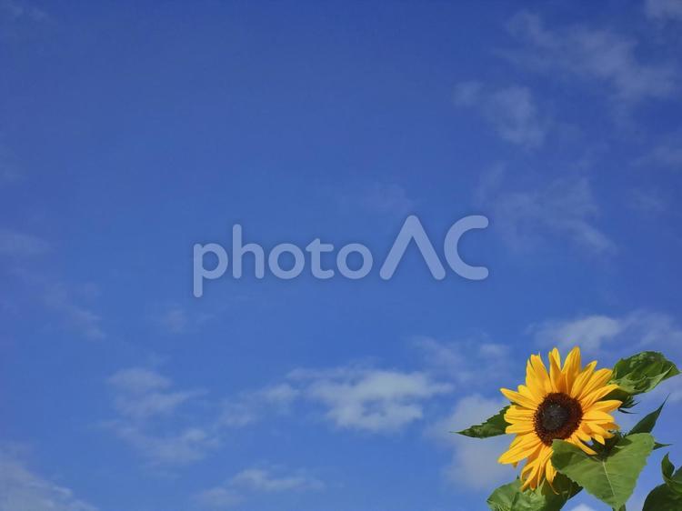 ヒマワリと青空（夏のイメージ） ひまわり,ヒマワリ,青空の写真素材