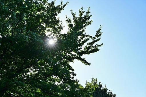 夏の木漏れ日 夏の木漏れ日 木,自然,風景の写真素材