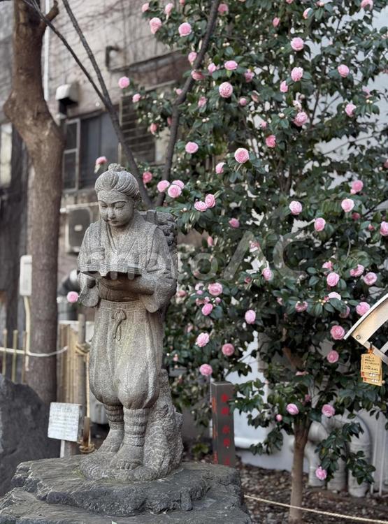 花園神社　二宮金次郎 花園神社,神社,神社仏閣の写真素材