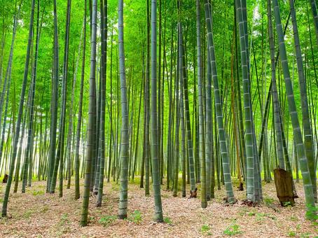 若竹の杜の竹林 若竹の杜の竹林の写真