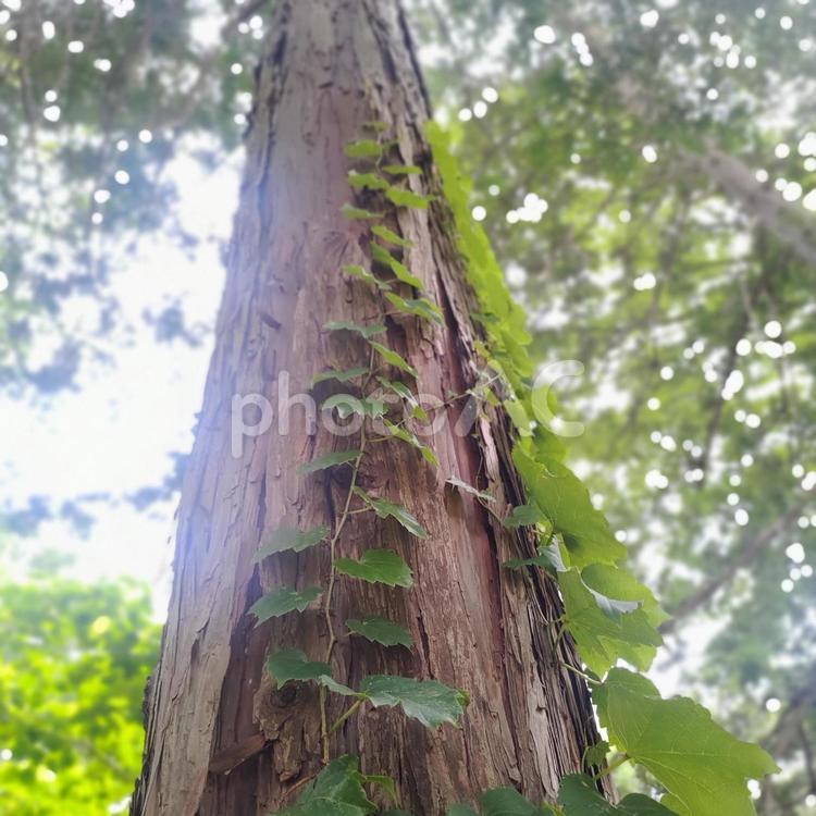 森の中で木の幹を這う蔦 蔦,木,森の写真素材
