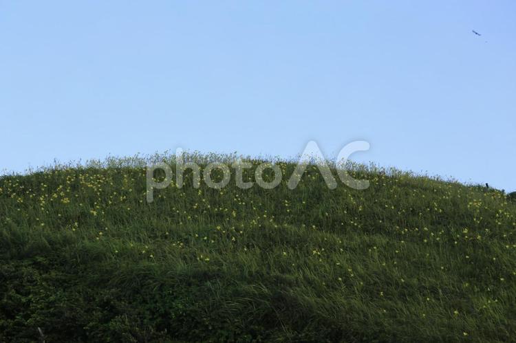 南伊豆町の素晴らしいユウスゲ公園の景色 南伊豆,ユウスゲ公園,景色の写真素材