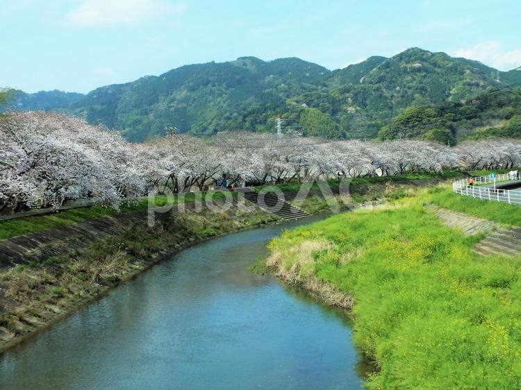 春の川と長く続く桜並木 桜,並木,並木道の写真素材