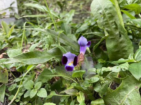 野草 野草の写真