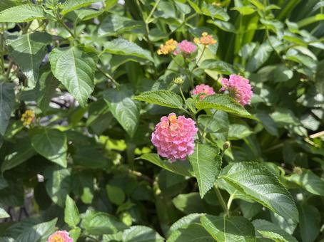 ランタナの写真