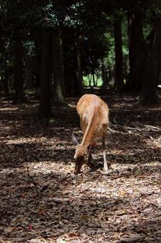 奈良公園シカ シカ,奈良公園,動物の写真素材
