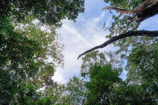 秋空を見上げて 青空,空,木の写真素材