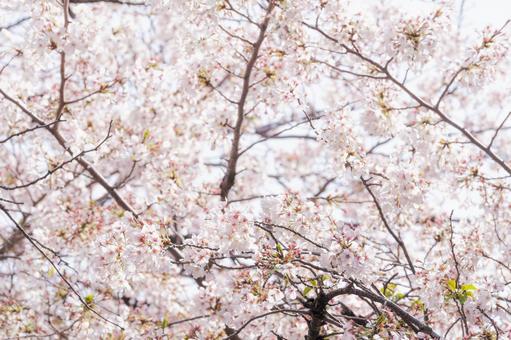 満開の桜 満開の桜 桜,春,サクラの写真素材