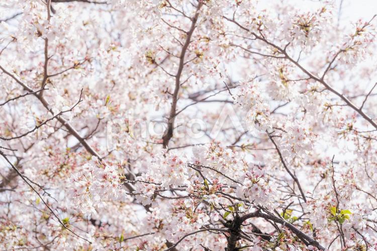満開の桜 桜,春,サクラの写真素材