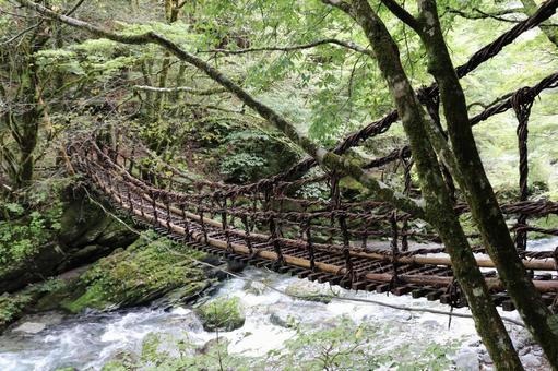 奥祖谷の二重かずら橋 奥祖谷の二重かずら橋 二重かずら橋,かずら橋,徳島の写真素材