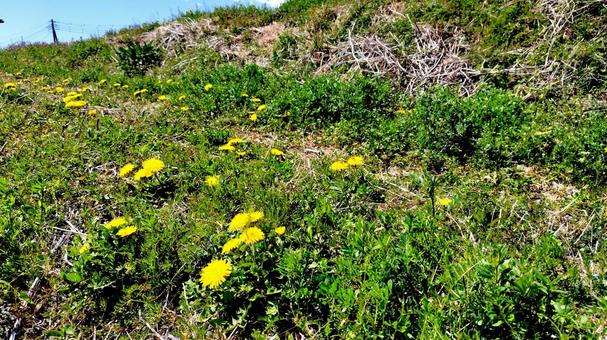 Dandelions blooming on the embankment, JPG
