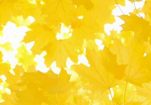 Sparkling yellow maple background image, JPG