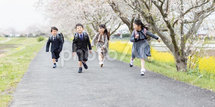 入学式イメージ　走る新一年生 入学式,小学生,女性の写真素材