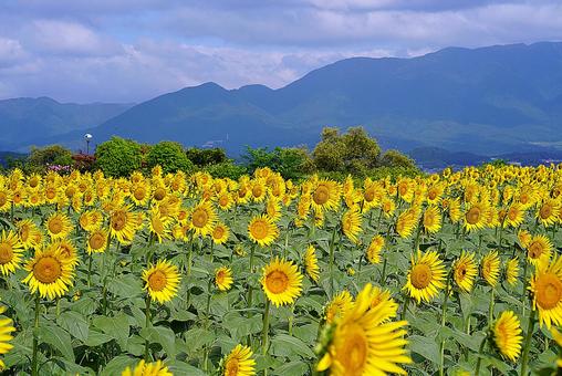 第1なぎさ公園 ひまわり2025年 59 第1なぎさ公園 ひまわり2025年 59 滋賀県,守山市,第1なぎさ公園の写真素材