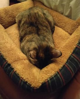 キジ猫 ごめん寝 キジ猫 ごめん寝 キジ猫,うつ伏せ,クッションの写真素材