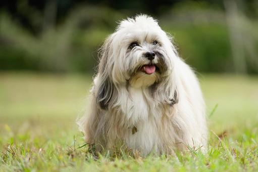 ハバニーズのポートレート 犬,ハバニーズ,純血種の写真素材