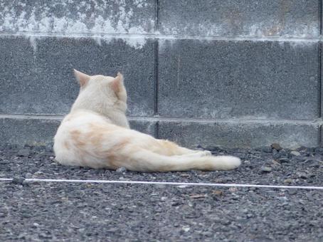 ネコ4 ネコ4の写真