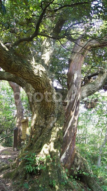 和合の木 観光地,木,植物の写真素材