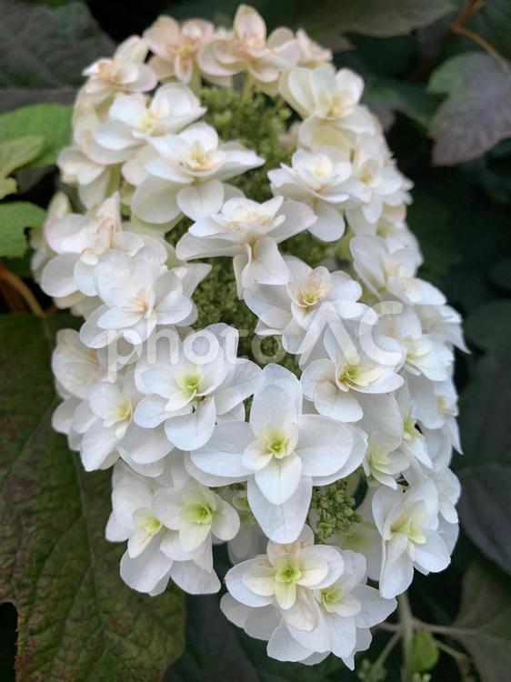 カシワバアジサイ カシワバアジサイ,柏葉紫陽花,かしわばあじさいの写真素材