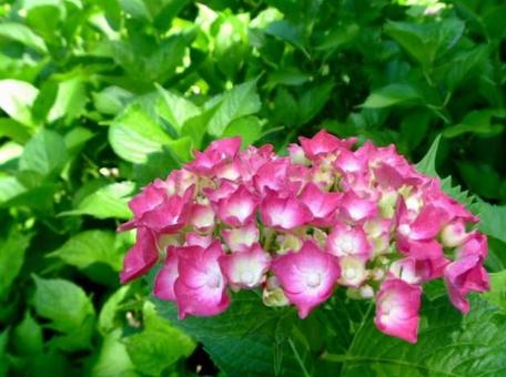 hydrangea, june, rainy season, hydrangea, JPG