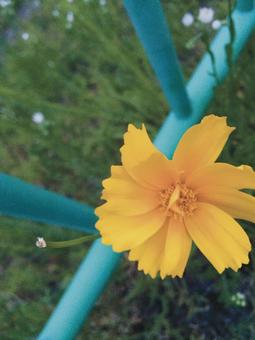 Flower Flowerの写真