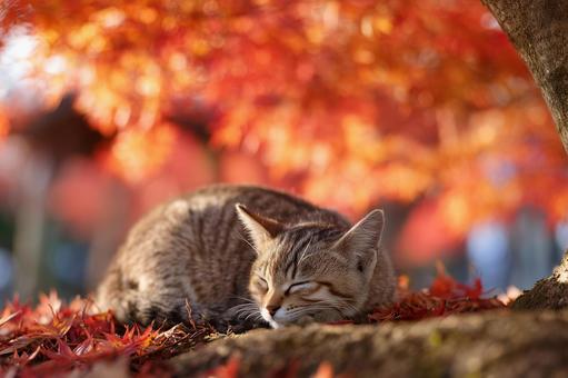 落ち葉の上で丸くなって眠る子猫 落ち葉の上で丸くなって眠る子猫の写真