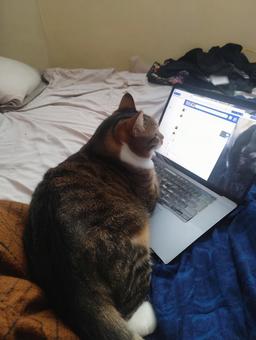 我が家のIT担当猫 我が家のIT担当猫の写真