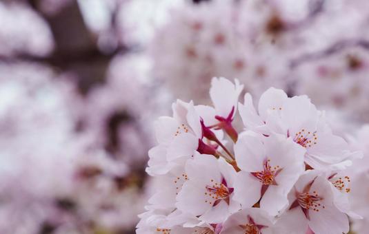桜 桜,桜まつり,japanの写真素材