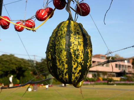 大船FCのつる植物展示・タイガーメロン タイガーメロン,マクワウリ,ウリの写真素材