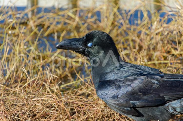 枯れ草の中のハシブトガラスの横顔 ハシブトガラス,カラス,鳥の写真素材