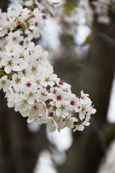 桜(染井吉野・ソメイヨシノ) 桜(染井吉野・ソメイヨシノ) 桜,染井吉野,花見の写真素材