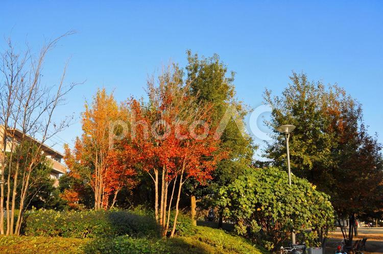 公園の樹木　紅葉　 紅葉,秋,樹木の写真素材