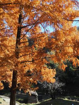 秋の子どもの森公園・メタセコイア・飯能市 秋,メタセコイア,あけぼの子どもの森公園の写真素材