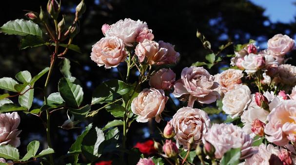 【花の写真】ばらの花 rose,植物,園芸の写真素材