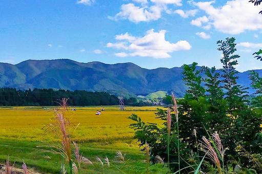 2025年9月の里山27 田んぼ,水田,稲の写真素材