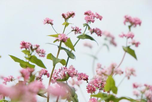 赤蕎麦の花と青空1 赤蕎麦,蕎麦の花,赤蕎麦の花の写真素材