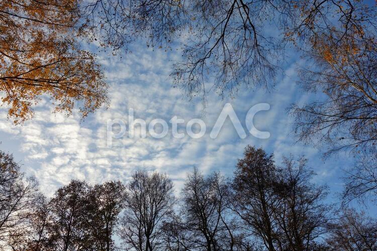 秋の樹木と空 樹木,紅葉,落ち葉の写真素材