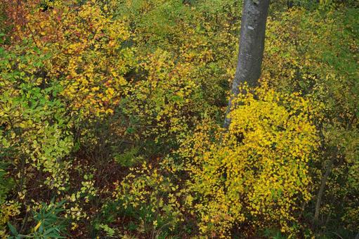 紅葉を見下ろす 紅葉を見下ろす 紅葉,秋,自然の写真素材