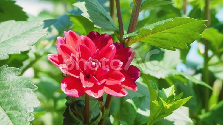 初夏の陽ざしで赤く輝くダリアの花 ダリア,赤,初夏の写真素材