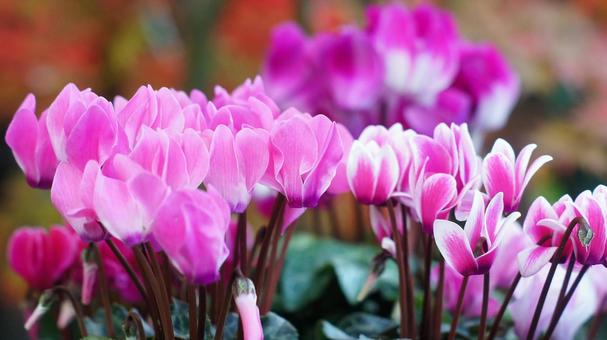 シクラメン-171 シクラメン,ガーデンシクラメン,ピンクの写真素材