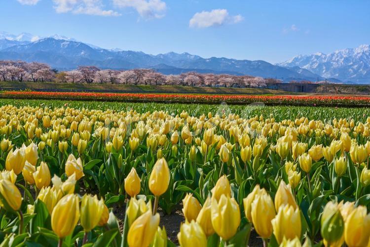 春の四重奏　桜　あさひ舟川 春,北アルプス,山の写真素材