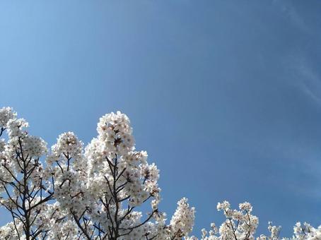 桜 桜の写真