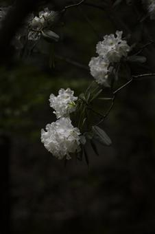 白いシャクナゲの花の写真